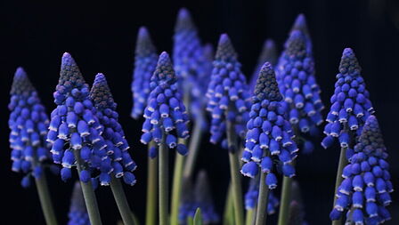 Voorbeeld van bloemen